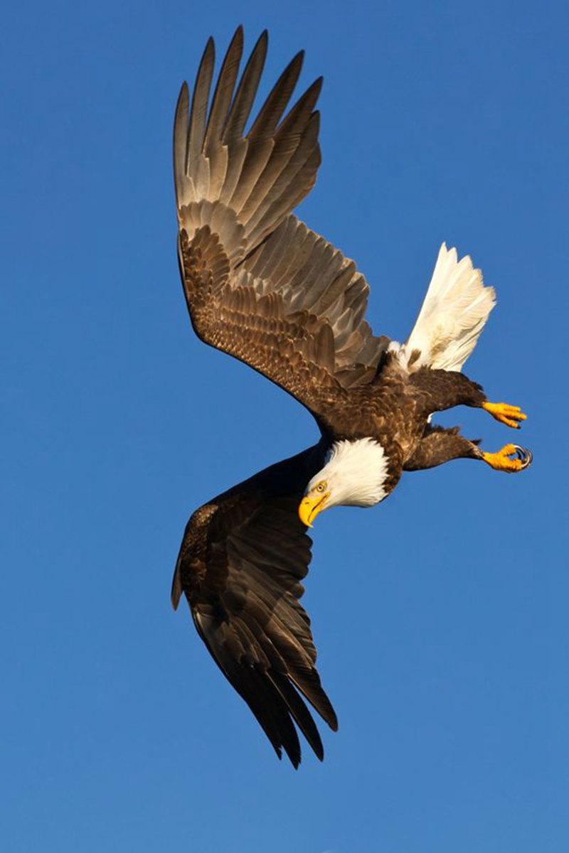 Bald eagle-YouFine Sculptue